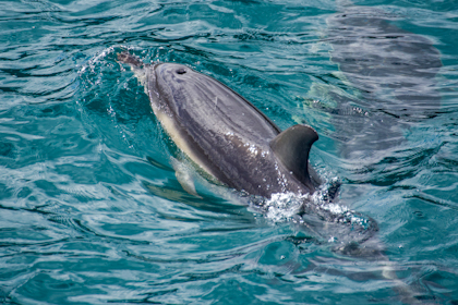 Picton Marlborough Sounds 82