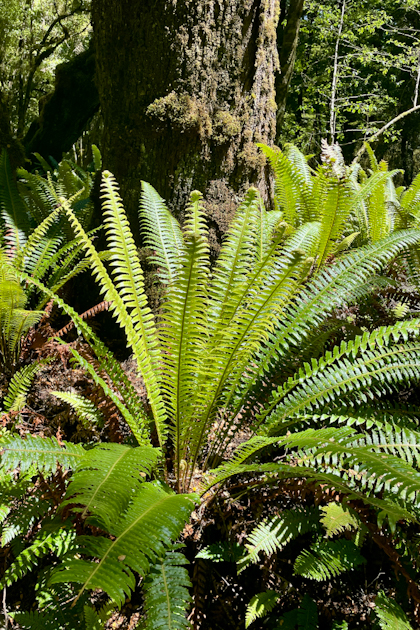 Te Anau 39