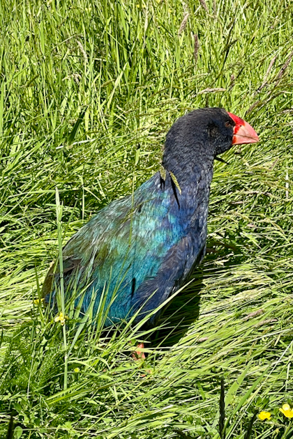 Te Anau 47