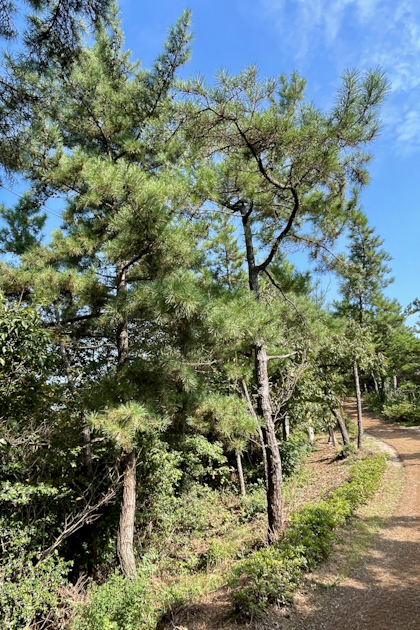 Mokpo 88