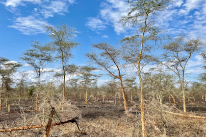 Serengeti 012