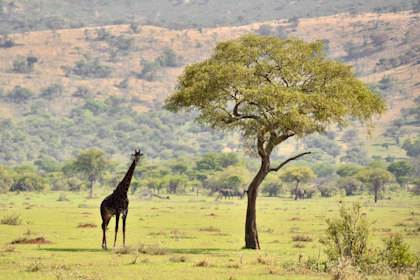 Serengeti 022
