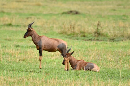 Serengeti 034