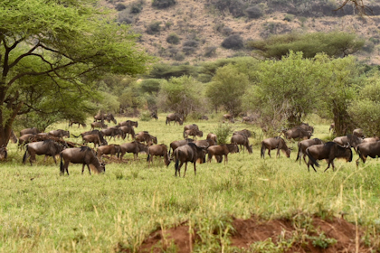 Serengeti 046