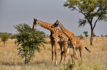 Serengeti 087