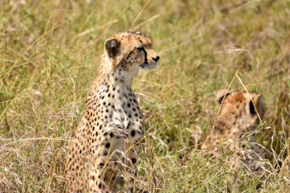 Serengeti 096