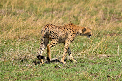 Serengeti 106