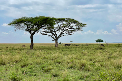 Serengeti 124