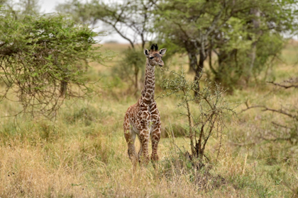 Serengeti 134