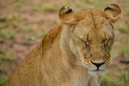 Serengeti 166