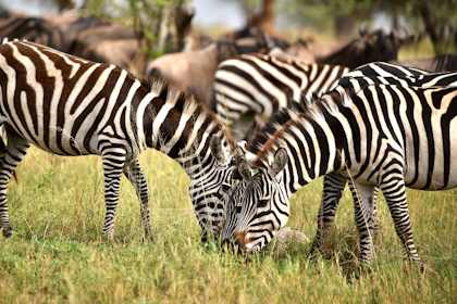 Serengeti 179