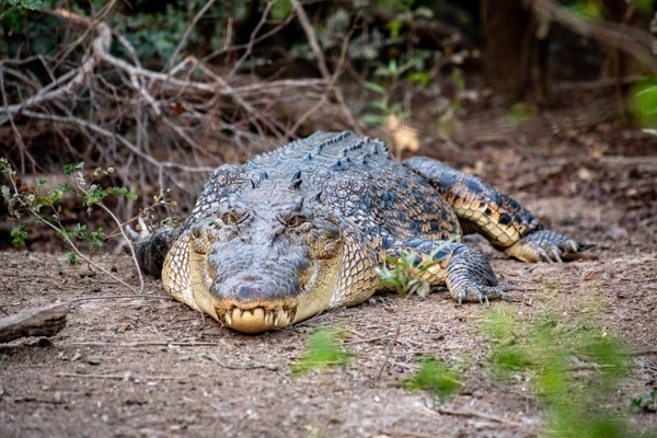 Krokodil am South Aligator River im Kakadu Nationalpark