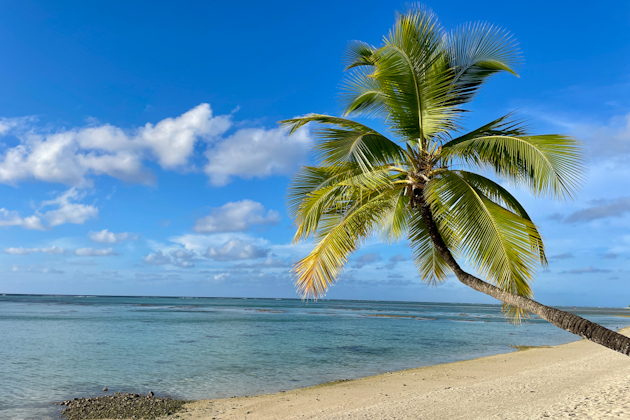 Palme am Strand von Aitutaki, Cookinseln 