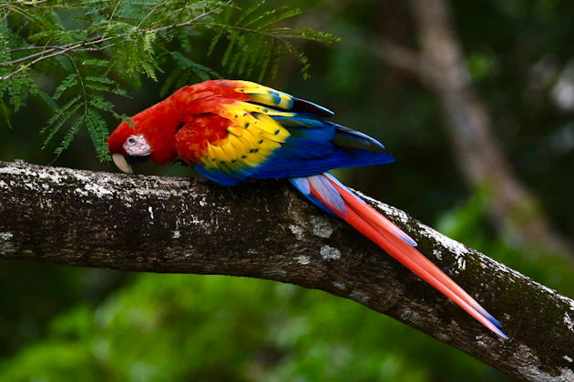 Roter Ara im Wild Macaw Reserve in Islita, Costa Rica