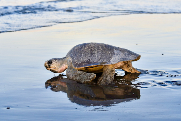 Schildkröte einer Arribada in Ostiobal auf dem Rückweg ins Meer, Costa Rica 