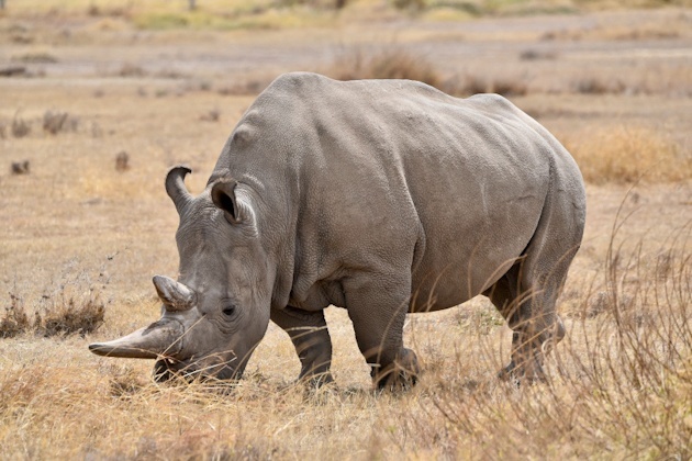 Breitmaulnashorn im Reservat Ol Pejeta, Kenia