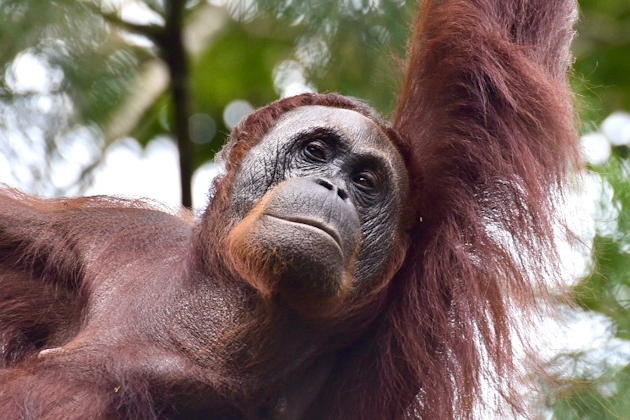 Orang-Utan im Semenggoh Wildlife Center in der Nähe von Kuching, Borneo