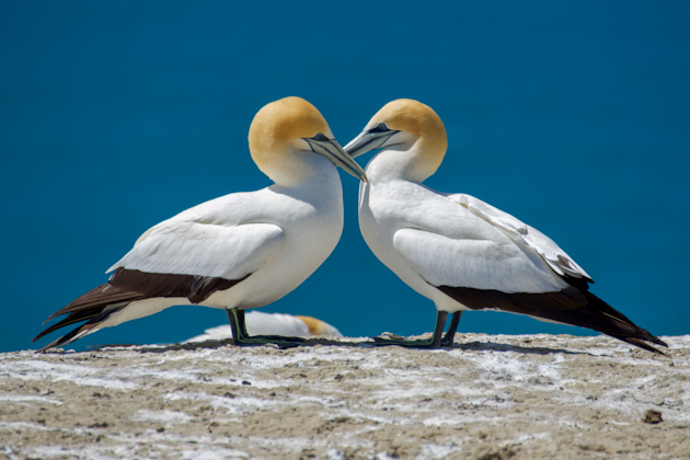 Tölpel am Cape Kidnappers in Hawke‘s Bay, Neuseeland 