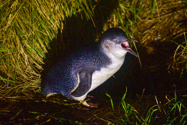 Blue Penguin am Pilots Beach, Neuseeland 