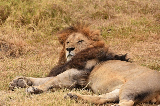 Löwe im Ngorongoro Krater, Tansania