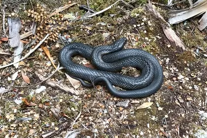 BBC8D02B C236 4275 8013 B0C754FE0319