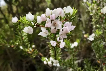 BBC8D02B C236 4275 8013 B0C754FE0319