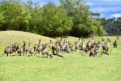 C11C0CBB 44AC 4124 B1DB EC4B3F41C373