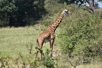 Masai Mara 20