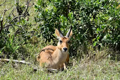 Masai Mara 24