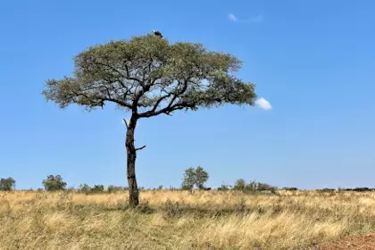 Masai Mara 28