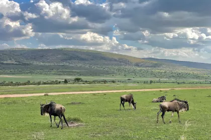 Masai Mara 59