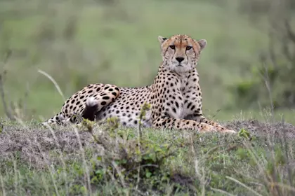 Masai Mara 76