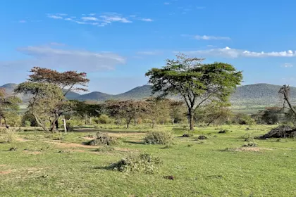 Safari Masai Mara 001