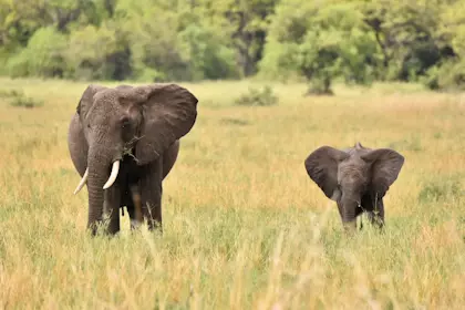 Serengeti 032