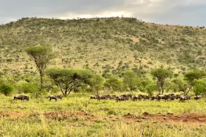 Serengeti 050
