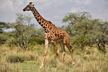 Serengeti 141