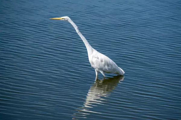 Reiher im Naturschutzgebiet Het Zwanenwater