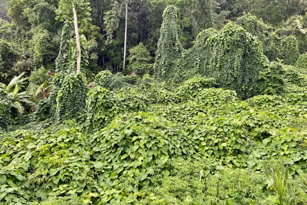 Grüne Vegetation an einem Regentag auf Mahe, Seychellen