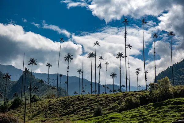 Das Cocora-Tal in der Nähe von Salento ist mit seinen hohen Wachspalmen eines der Highlights von Kolumbien