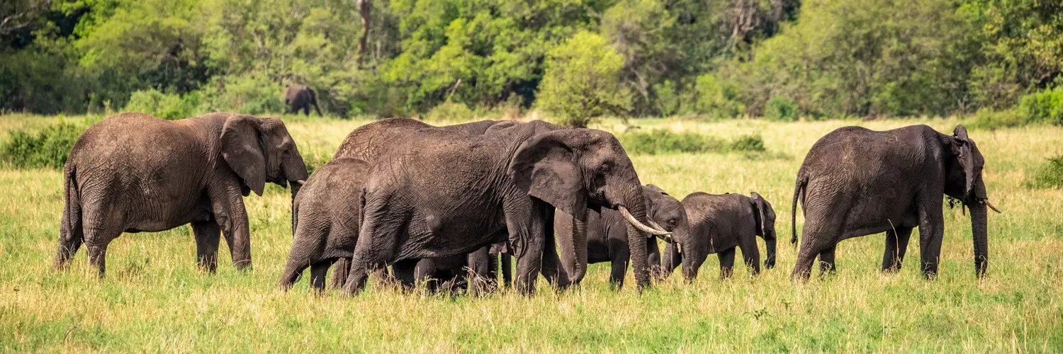 Afrikanische Elefanten in der Serengeti, Tansania