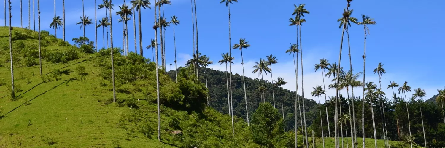 Wachspalmen, die höchsten Palmen der Welt, im Cocora Tal inmitten der Kaffeezone Kolumbiens