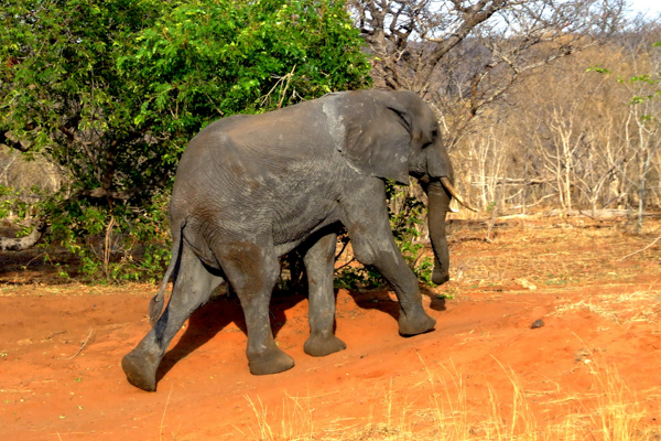 Wild lebender Elefant im Caprivi-Streifen, Namibia