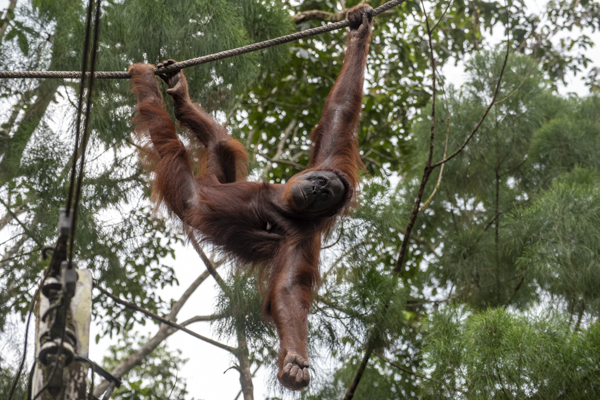 Orang Utan im Sepilok Orangutan Rehabilitation Centre auf Borneo, Malaysia