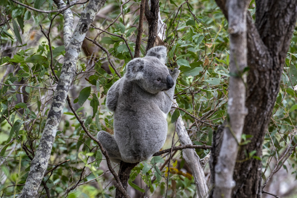 Koala auf Magnetic Island während unserer Reise durch Queensland, Australien