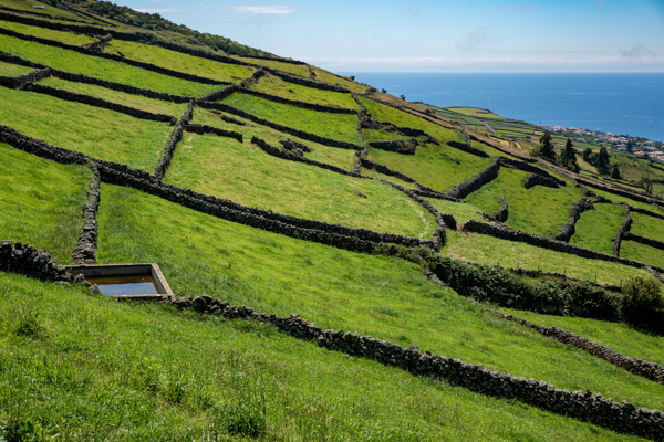 Typische Steinmauern und sattes Grün auf der Insel Terceira, Azoren