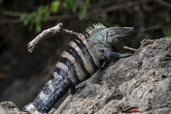 Leguan im Nationalpark Manuel Antonio, Costa Rica