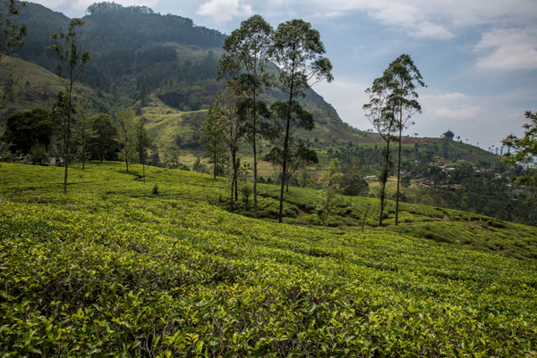 Tee und traumhafte Landschaften im Hochland Nuwara Eliya, Sri Lanka