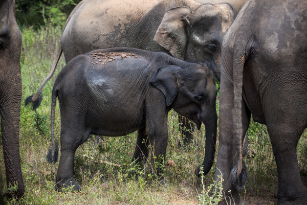 Elefanten im Nationalpark Udawalawe, Sri Lanka
