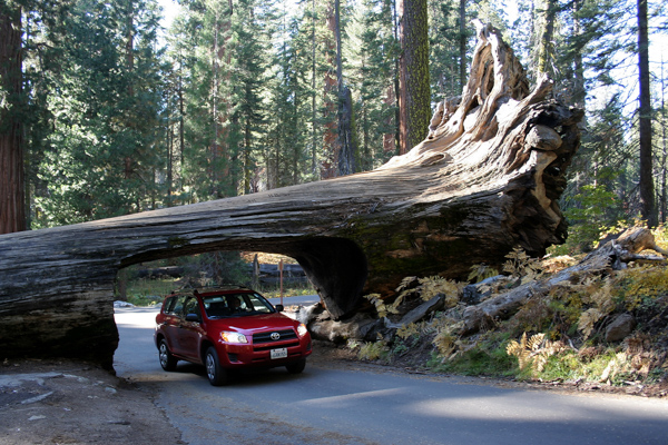 Beeindruckende Riesenmammutbäume, die eine Höhe von mehr als 80 Meter erreichen, gibt es im Sequoia Nationalpark, Kalifornien, USA