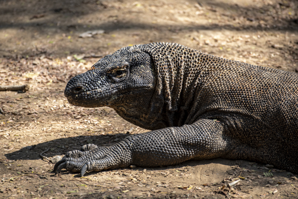 Komodowaran im Komodo Nationalpark, Flores, Indonesien